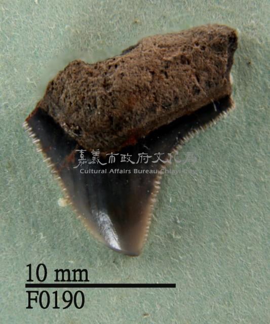 公牛鯊上顎齒藏品圖，第1張