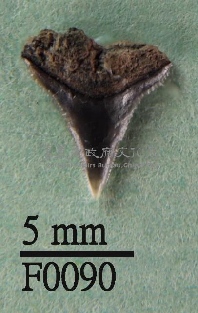 沙洲鯊上顎齒藏品圖，第1張