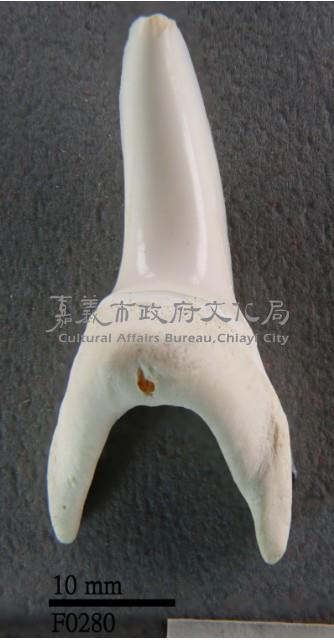 尖吻鯖鯊下顎齒藏品圖，第1張