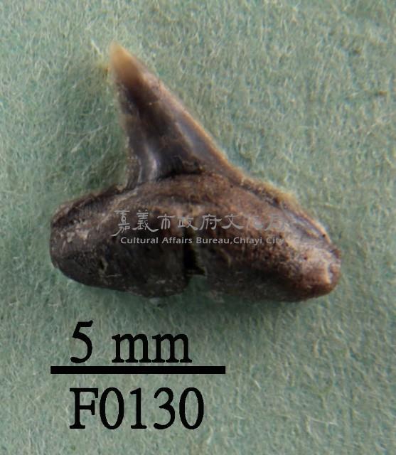 短鰭真鯊下顎齒藏品圖，第1張