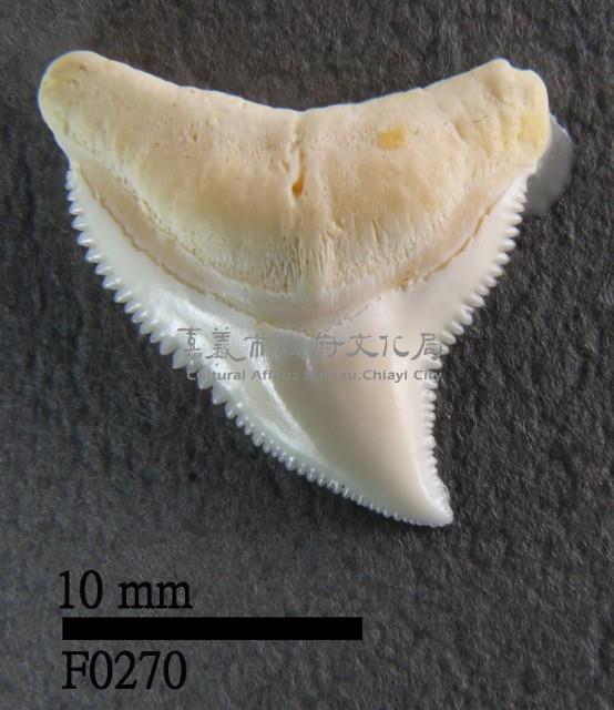 公牛鯊上顎齒藏品圖，第1張