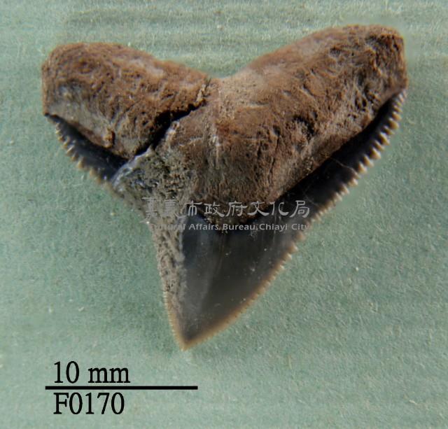 公牛鯊上顎齒藏品圖，第1張