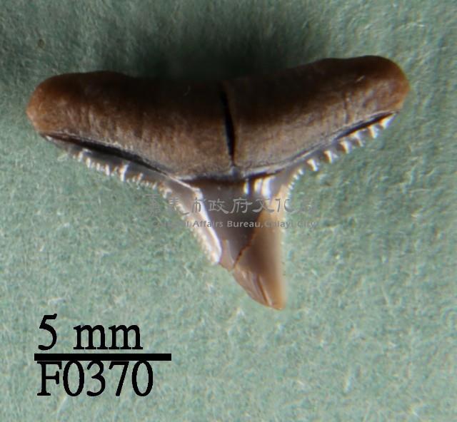 黑邊鰭真鯊上顎齒藏品圖，第1張