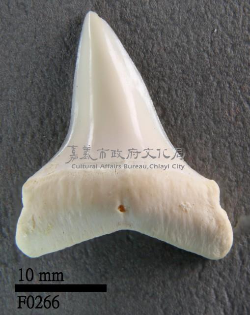 長鰭鯖鯊下顎齒藏品圖，第1張