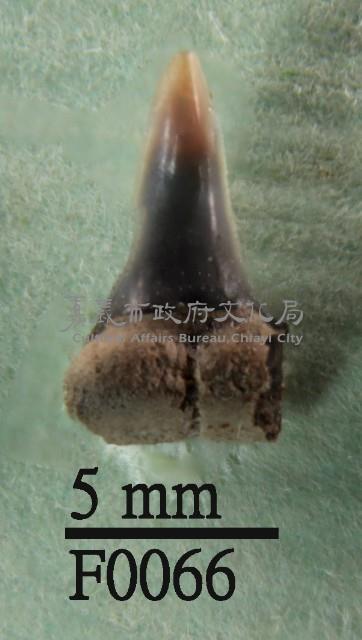 鯊魚下顎齒藏品圖，第1張