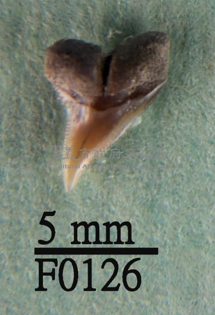 沙拉真鯊上顎齒藏品圖，第1張