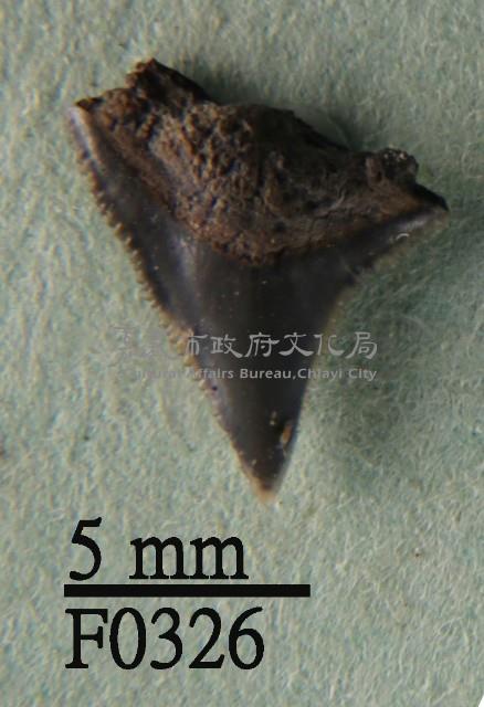 鉛灰真鯊上顎齒藏品圖，第1張