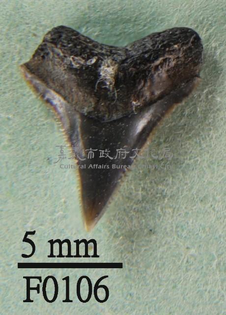 沙洲鯊上顎齒藏品圖，第1張