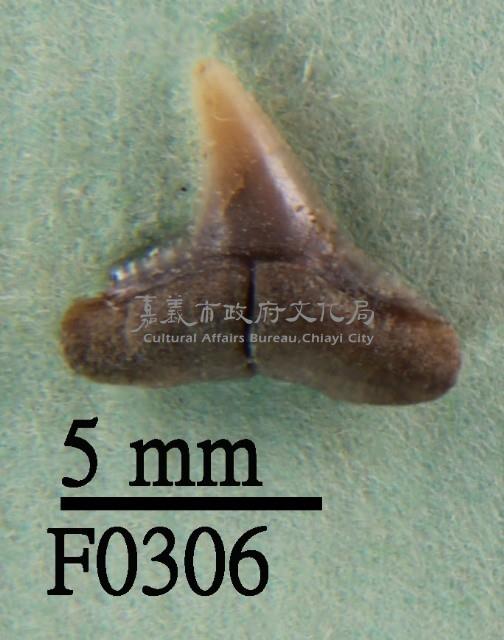 黑邊鰭真鯊下顎齒藏品圖，第1張