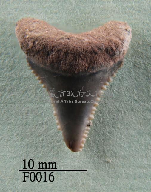 大白鯊下顎齒藏品圖，第1張