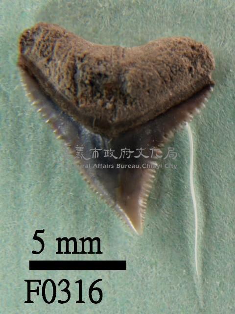 鉛灰真鯊上顎齒藏品圖，第1張