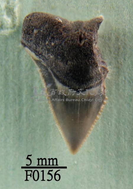 長鰭真鯊牙齒藏品圖，第1張