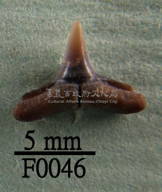 鯊魚下顎齒藏品圖，第1張