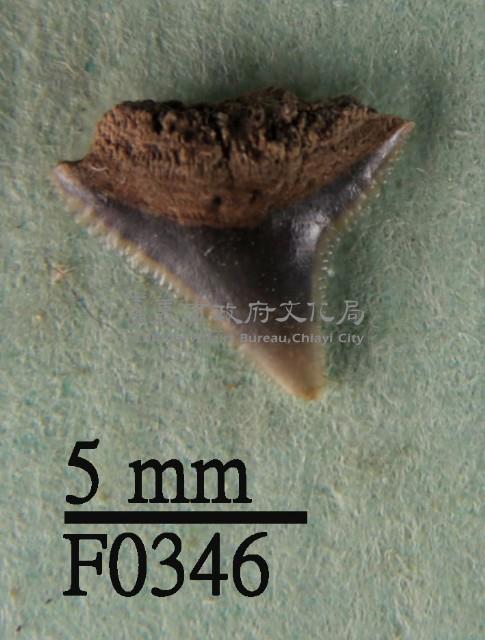 鉛灰真鯊上顎齒藏品圖，第1張