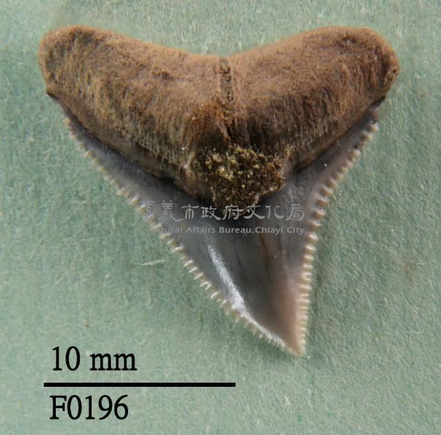 灰色真鯊上顎齒藏品圖，第1張