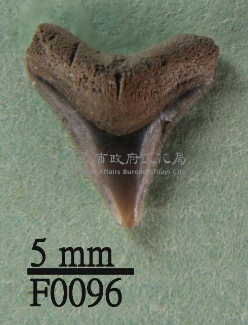 沙洲鯊上顎齒藏品圖，第1張