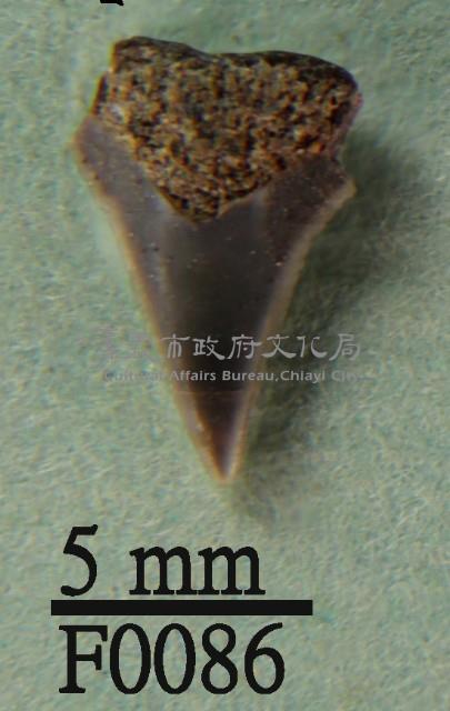 沙洲鯊上顎齒藏品圖，第1張