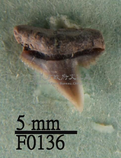 白邊真鯊上顎齒藏品圖，第1張