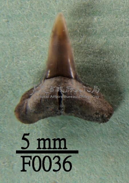 鯊魚下顎齒藏品圖，第1張