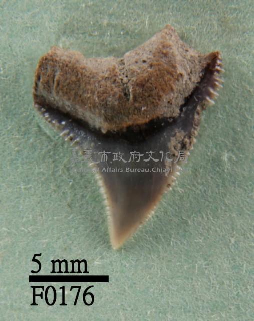 灰色真鯊上顎齒藏品圖，第1張