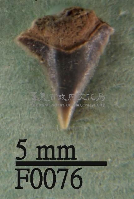 沙洲鯊上顎齒藏品圖，第1張