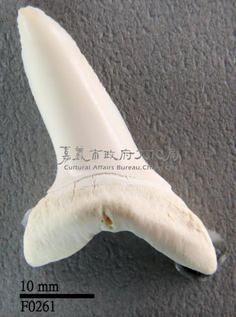 短鰭鯖鯊下顎齒藏品圖，第1張