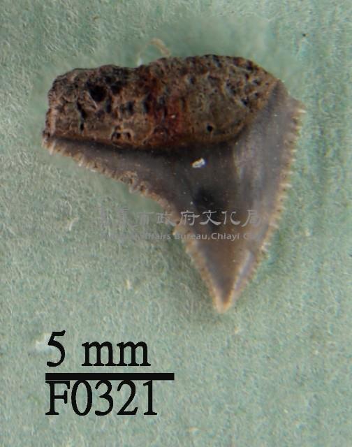 公牛鯊上顎齒藏品圖，第1張