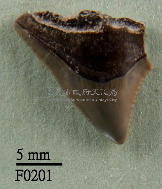 公牛鯊上顎齒藏品圖，第1張