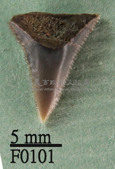 大鼻真鯊上顎齒藏品圖，第1張