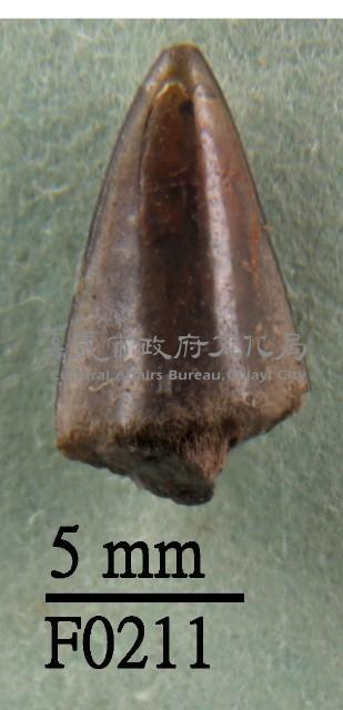 鯊魚(齒)藏品圖，第1張