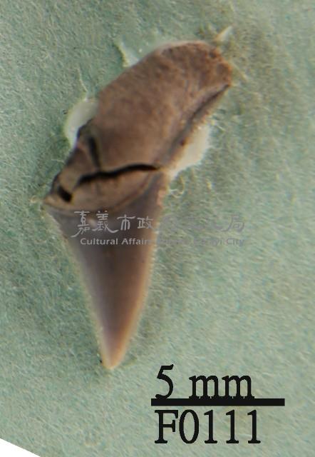 鯊魚上顎齒藏品圖，第1張