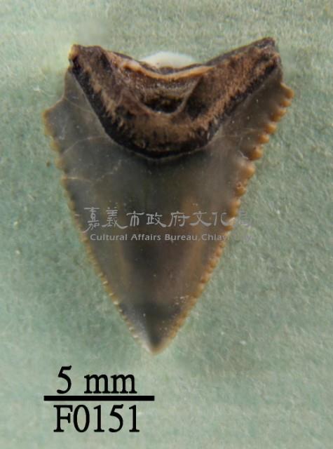 長鰭真鯊上顎齒藏品圖，第1張