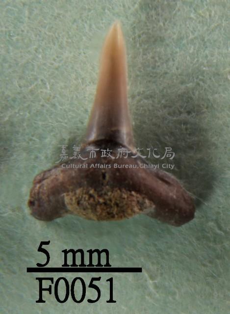 沙洲鯊下顎齒藏品圖，第1張