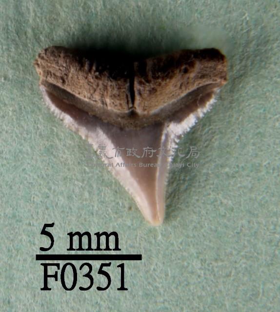 沙洲鯊上顎齒藏品圖，第1張