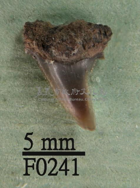 黑邊鰭真鯊上顎齒
藏品圖，第1張