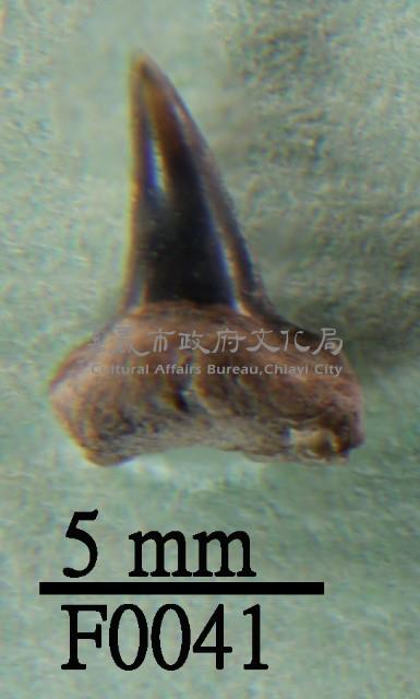 鯊魚下顎齒藏品圖，第1張