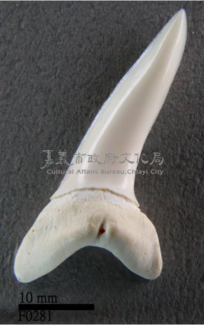 尖吻鯖鯊下顎齒藏品圖，第1張