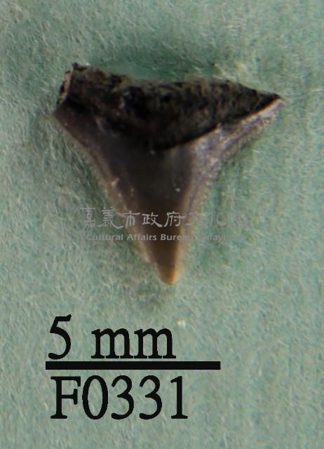 沙洲鯊上顎齒藏品圖，第1張