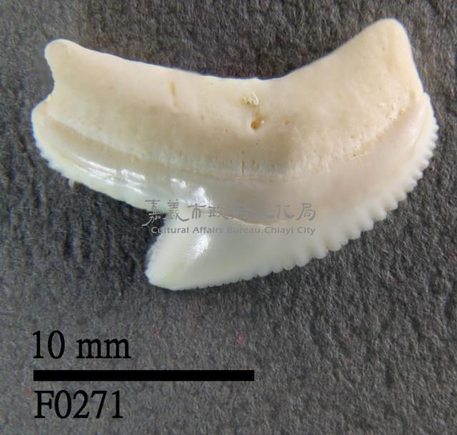 虎鯊上顎齒藏品圖，第1張