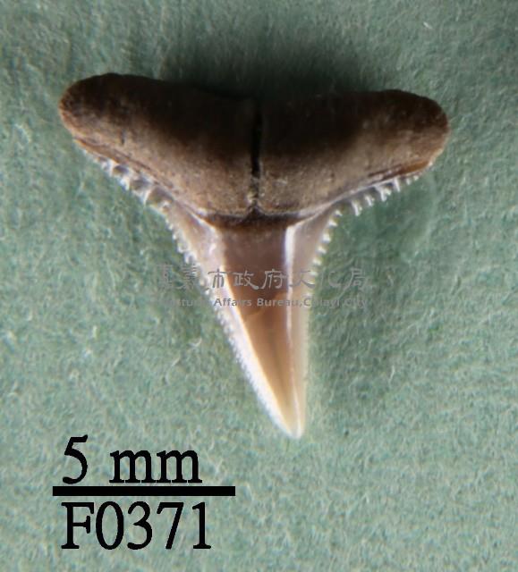 黑邊鰭真鯊上顎齒藏品圖，第1張