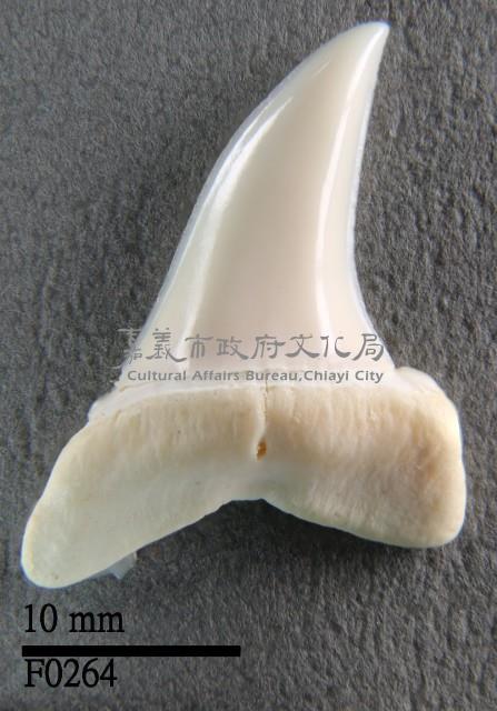 長鰭鯖鯊下顎齒藏品圖，第1張