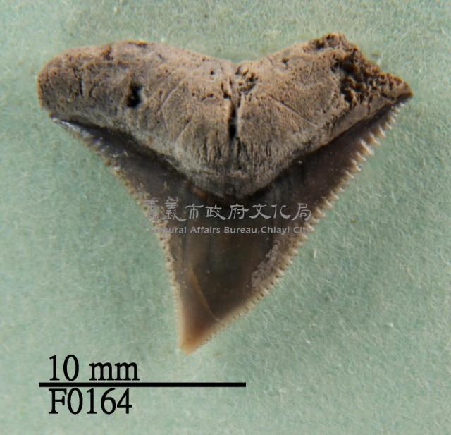 灰色真鯊上顎齒藏品圖，第1張