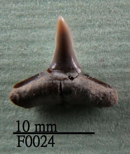 鯊魚下顎齒藏品圖，第1張