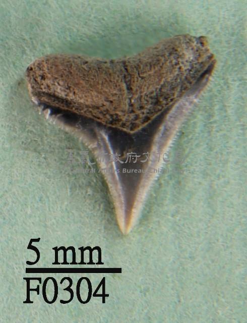 大鼻真鯊上顎齒藏品圖，第1張