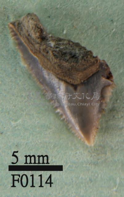 鯊魚上顎齒藏品圖，第1張