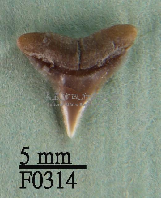 白邊真鯊上顎齒藏品圖，第1張