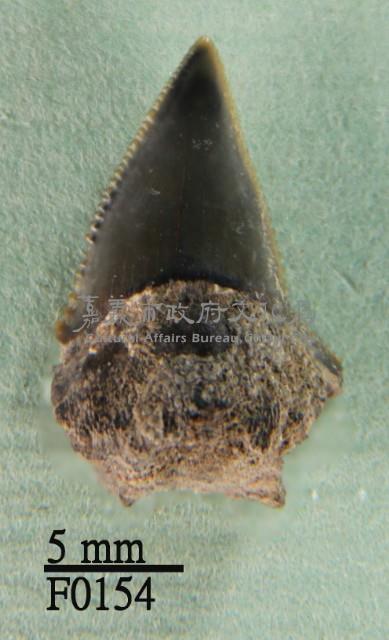 公牛鯊下顎齒藏品圖，第1張