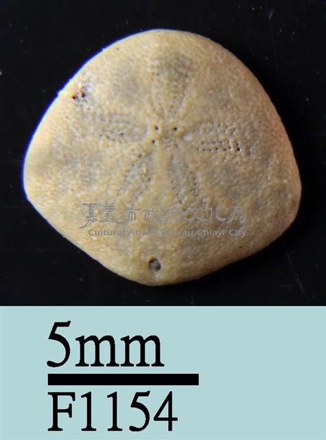 小海膽藏品圖，第1張