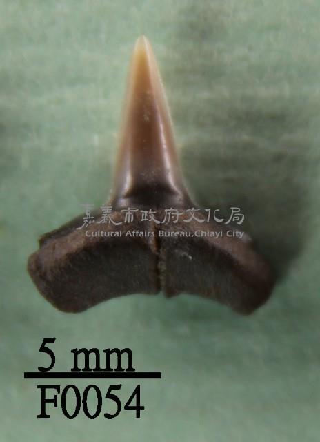沙洲鯊下顎齒藏品圖，第1張