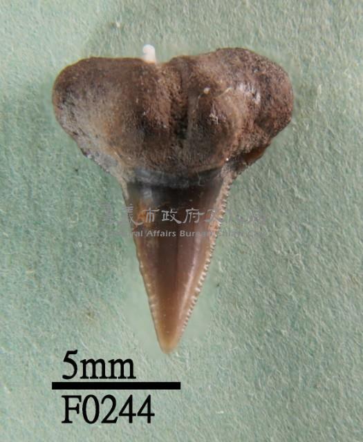 公牛鯊牙齒藏品圖，第1張